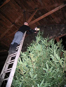 Stephen on a ladder hanging decorations near the top of a 16-foot Christmas tree