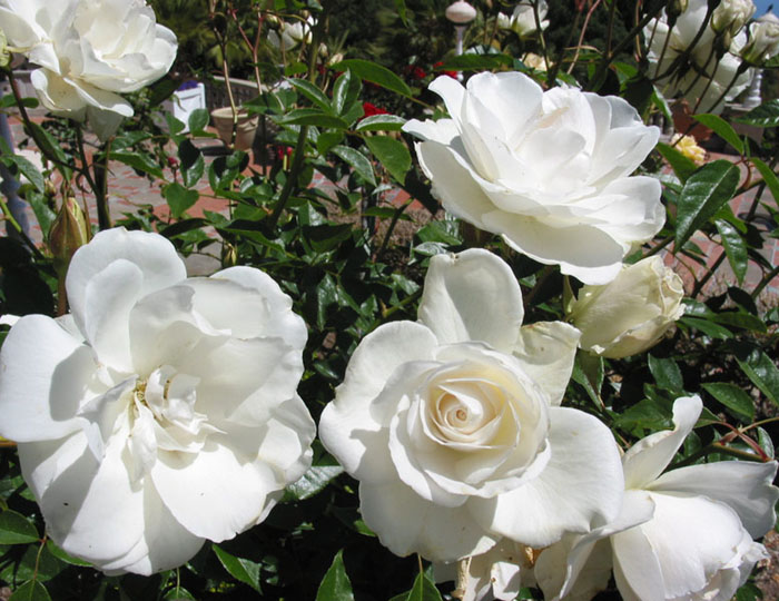 hearst_castle_roses